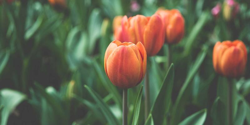 豪华野蛮人：当原始力量邂逅精致生活，定义新世代潮流生活方式