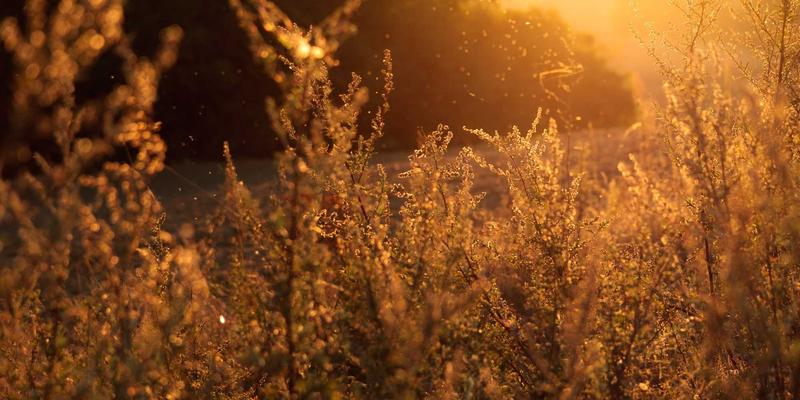 豪华野蛮人：当高端时尚拥抱原始张力