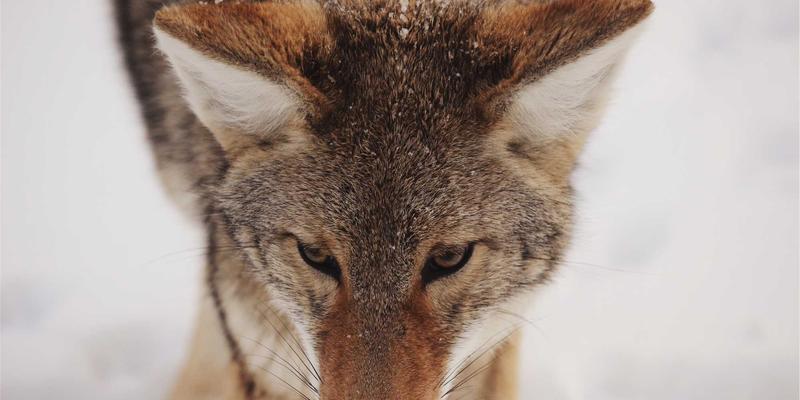 豪华野蛮人：都市隐居术与超级城市中的极致私密生活空间